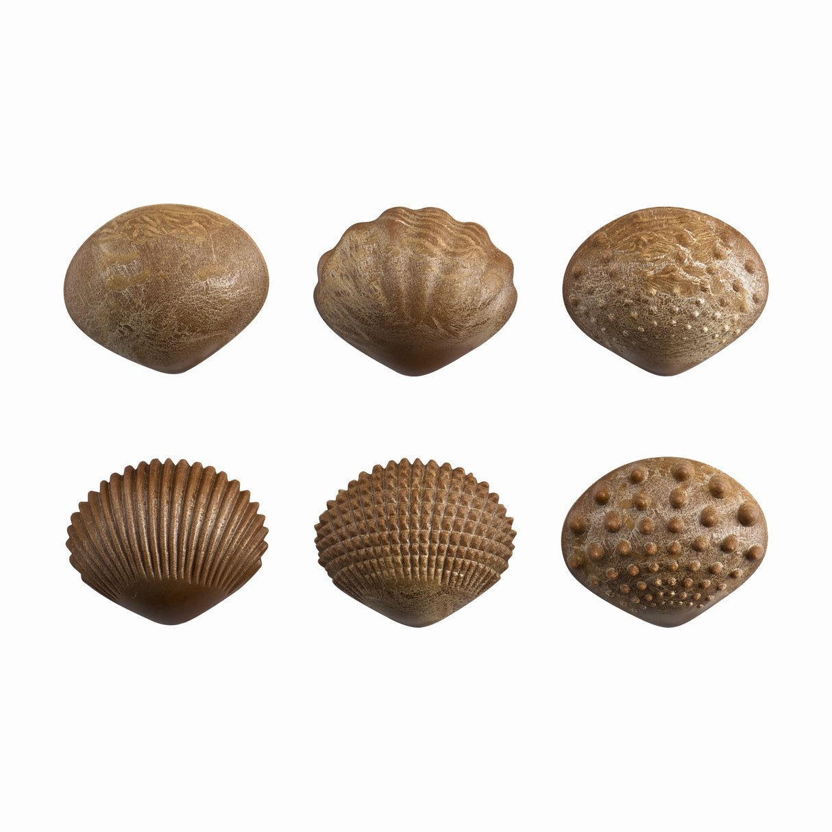 5 Tactile Shells - Educational Vantage