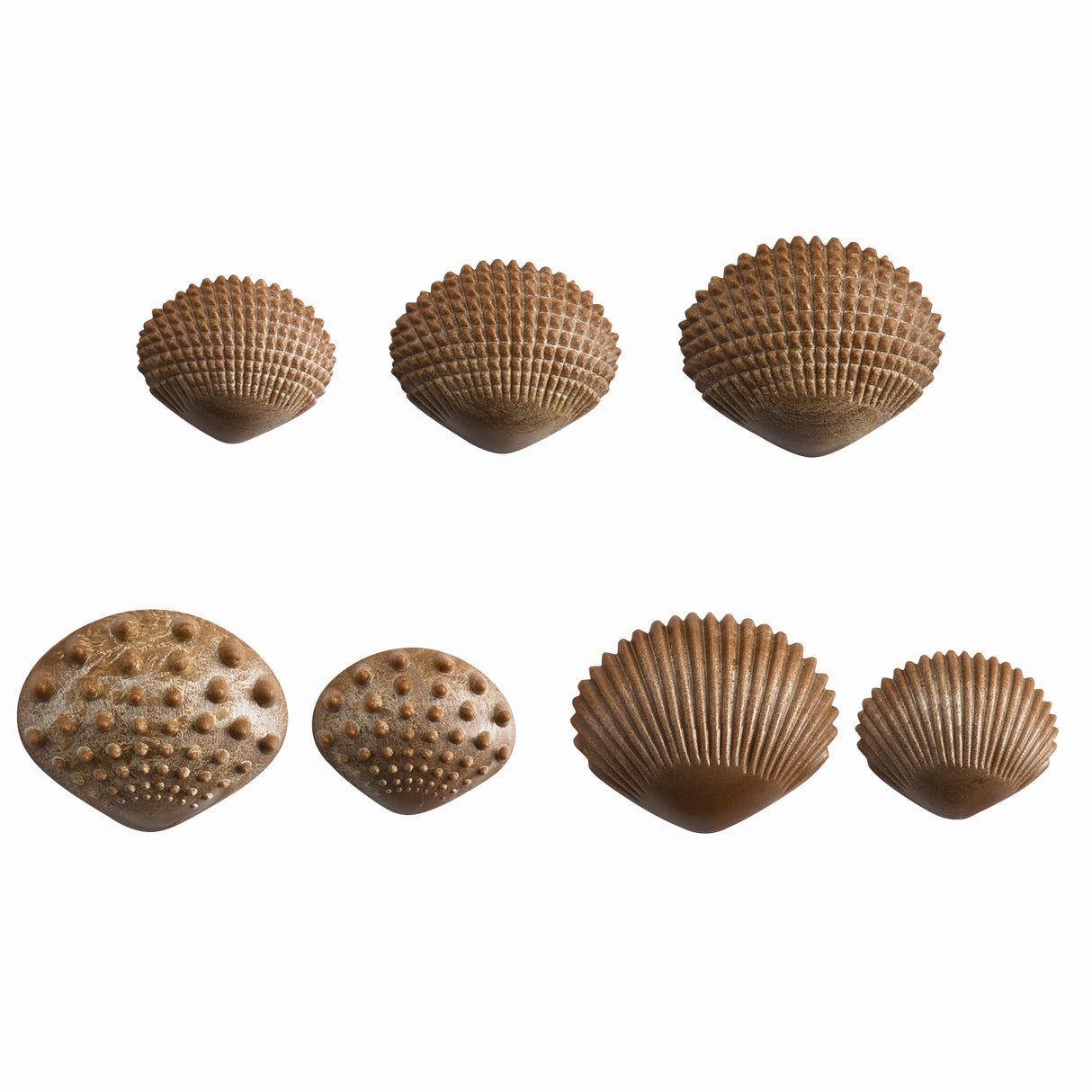 5 Tactile Shells - Educational Vantage