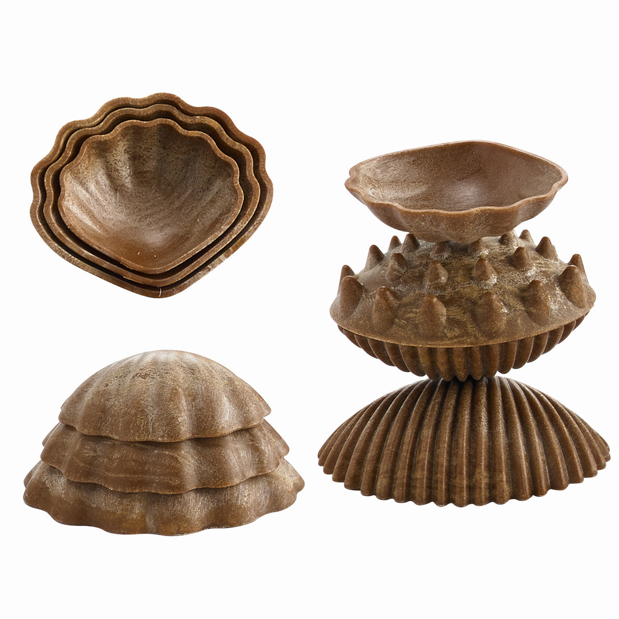 5 Tactile Shells - Educational Vantage