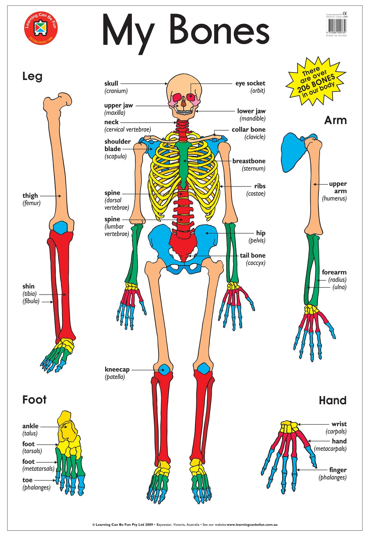 My Bones Poster - Educational Vantage