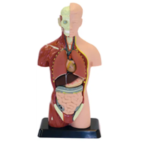 Human Anatomy Model - 27cm - 8 Pieces - Educational Vantage