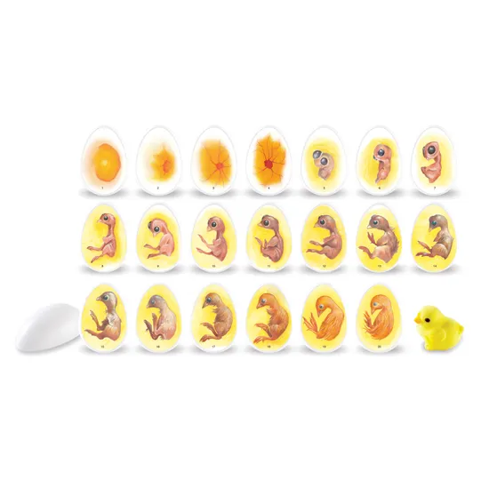 Chicken Life Cycle - Set of 21 Eggs - Educational Vantage