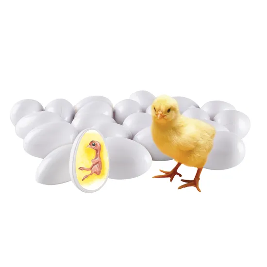 Chicken Life Cycle - Set of 21 Eggs - Educational Vantage