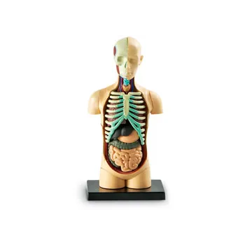 Human Body Anatomy Model - Educational Vantage