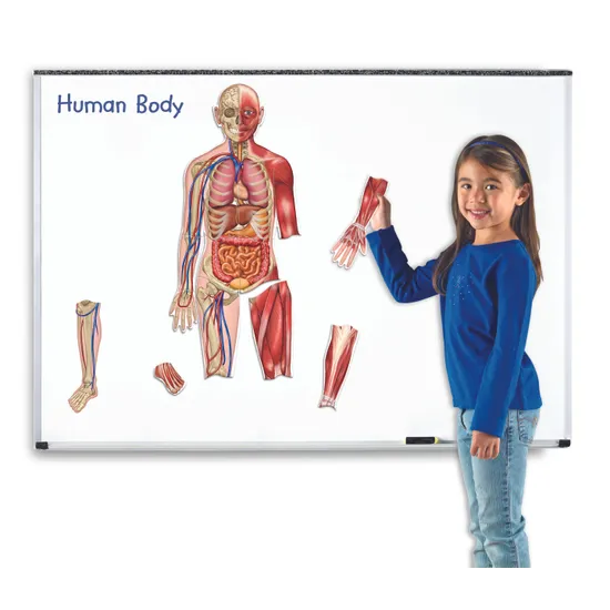 Double Sided Magnetic Human Body - 17 Pieces - Educational Vantage