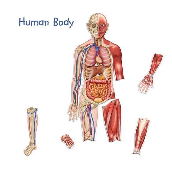 Double Sided Magnetic Human Body - 17 Pieces - Educational Vantage