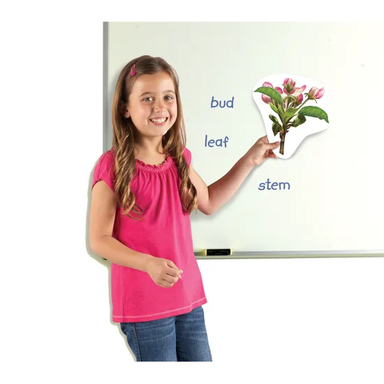 Giant Magnetic Plant Life Cycle Set - 12 Pieces - Educational Vantage