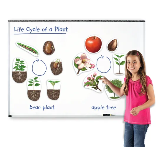 Giant Magnetic Plant Life Cycle Set - 12 Pieces - Educational Vantage