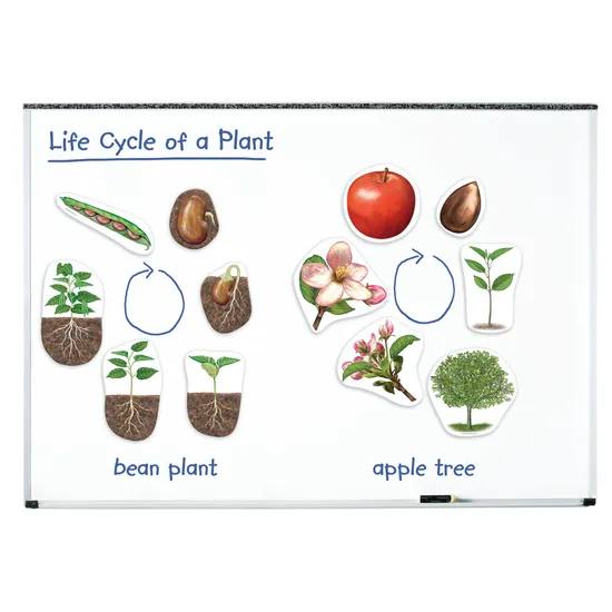 Giant Magnetic Plant Life Cycle Set - 12 Pieces - Educational Vantage