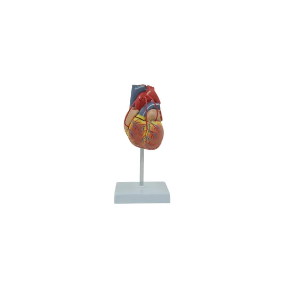 Human Heart - Life Size Model - 2 Parts - Educational Vantage