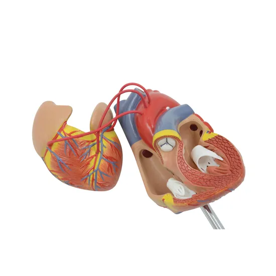 Human Heart - Life Size Model - 2 Parts - Educational Vantage