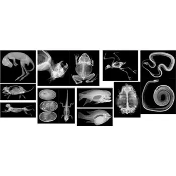 Animal X-Rays - 14 Images & Matching Picture Cards - Educational Vantage