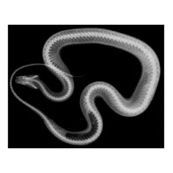 Animal X-Rays - 14 Images & Matching Picture Cards - Educational Vantage