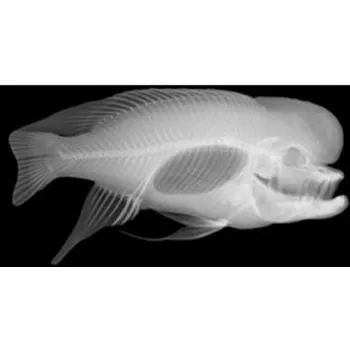 Animal X-Rays - 14 Images & Matching Picture Cards - Educational Vantage