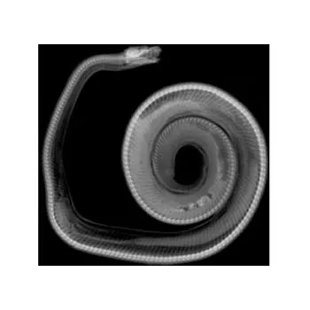 Animal X-Rays - 14 Images & Matching Picture Cards - Educational Vantage