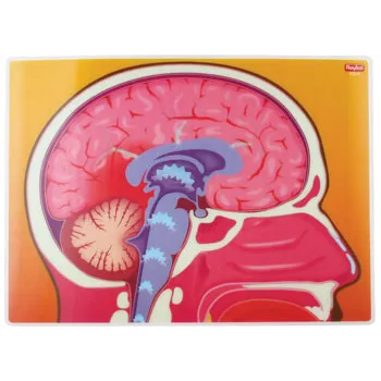 My Body In Action - Set of 10 Cards - Educational Vantage