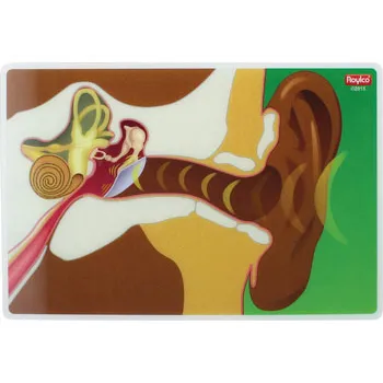 My Body In Action - Set of 10 Cards - Educational Vantage