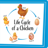 Let's Learn Animals Board Book
