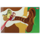 My Body In Action - Set of 10 Cards - Educational Vantage